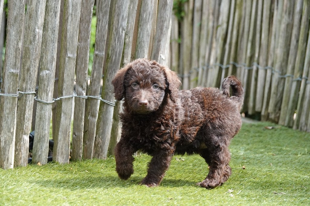 Prachtige Medium Chocolade Labradoodle pups, met stamboom, Dieren en Toebehoren, Parvo, België, Overige rassen, 8 tot 15 weken
