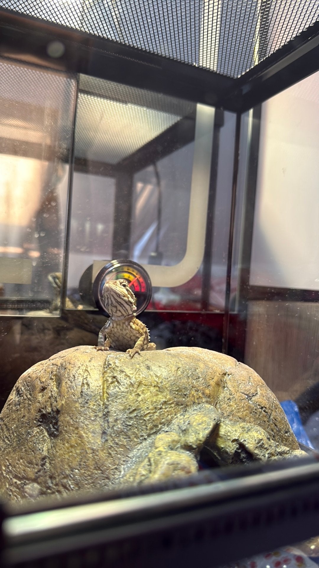 Pogona henrylawsoni (dwergbaardagaam) jong diertje, Dieren en Toebehoren, Reptielen en Amfibieën, Hagedis, Met terrarium, 0 tot 2 jaar