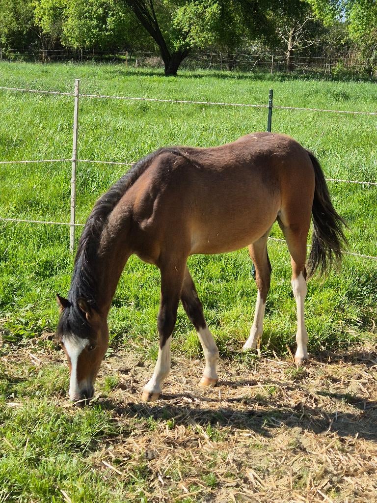Welsh B brun, Animaux & Accessoires, Poneys, Hongre, B, 0 à 2 ans, Avec pedigree, Avec puce électronique, Vermifugé, Vacciné