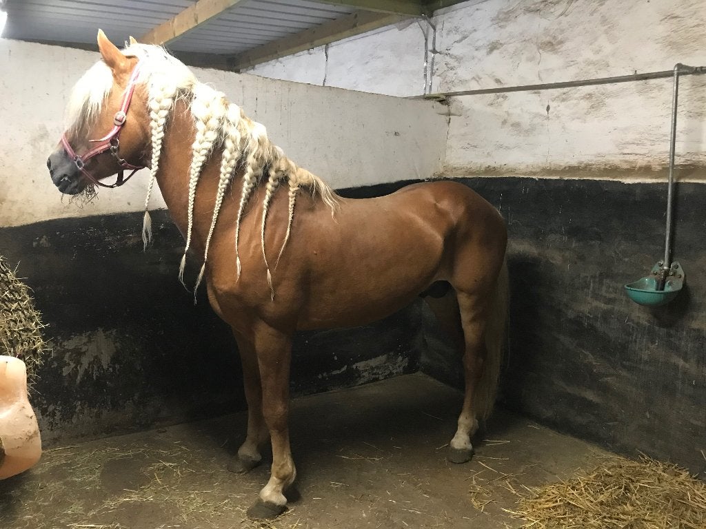 Haflinger, Minder dan 160 cm, Met stamboom, 11 jaar of ouder, Recreatiepaard
