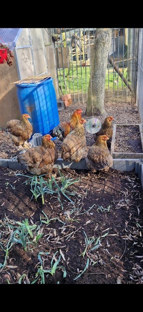 Brahma goudpatrijs kuikens, Sexe inconnu, Poule ou poulet
