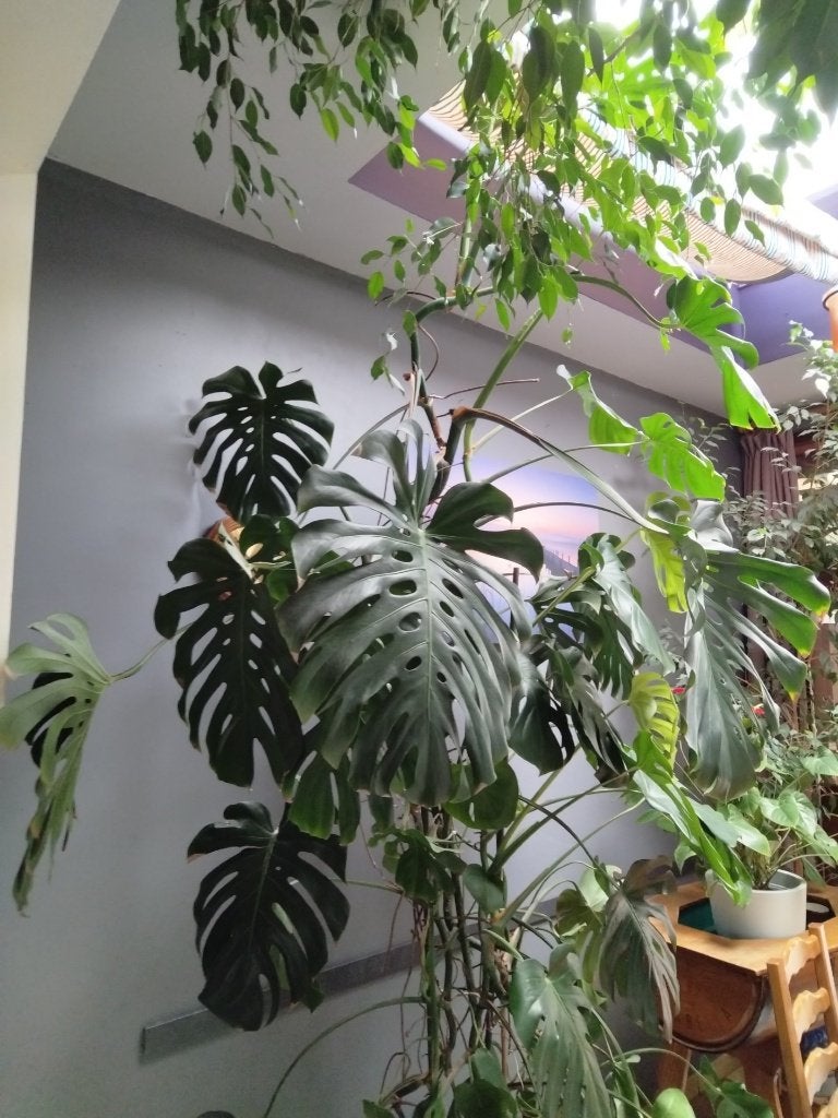 Monstera-planten, Ophalen, 200 cm of meer, Overige soorten, In pot