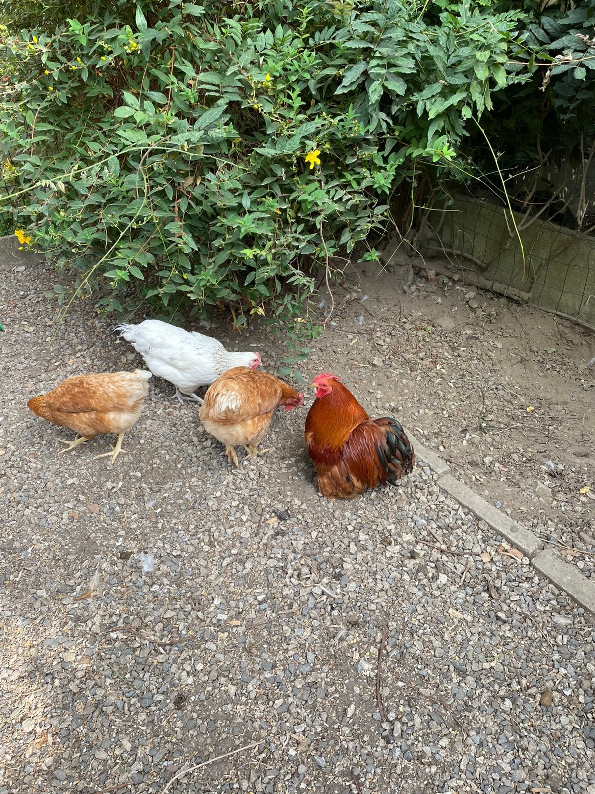 Te koop 5 legkippen em een haan  3 bruine witte en grijze, Dieren en Toebehoren, Meerdere dieren, Kip