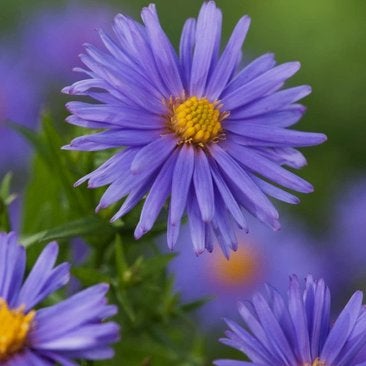 Aster dumosus 'Prof. Anton Kippenberg', Tuin en Terras, Planten | Tuinplanten, Ophalen, Vaste plant