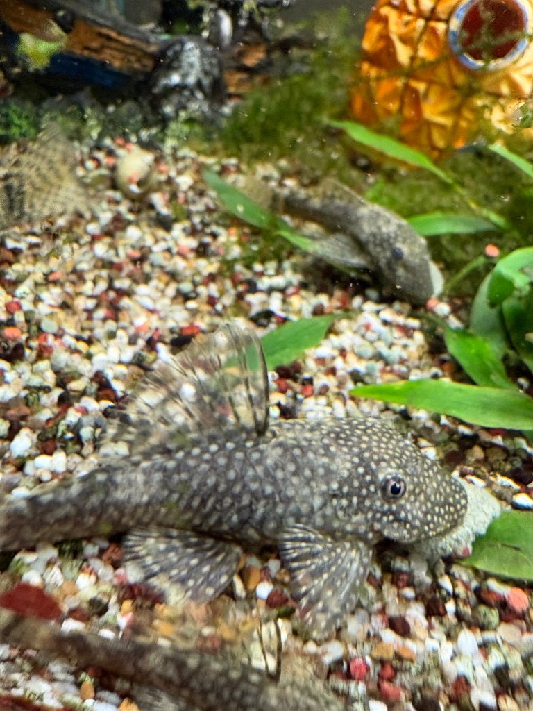Ancitrus, Dieren en Toebehoren, Vis, Zoetwatervis