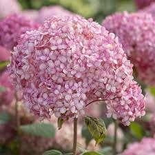 Hydrangea Pink Annabelle, Enlèvement, Mi-ombre