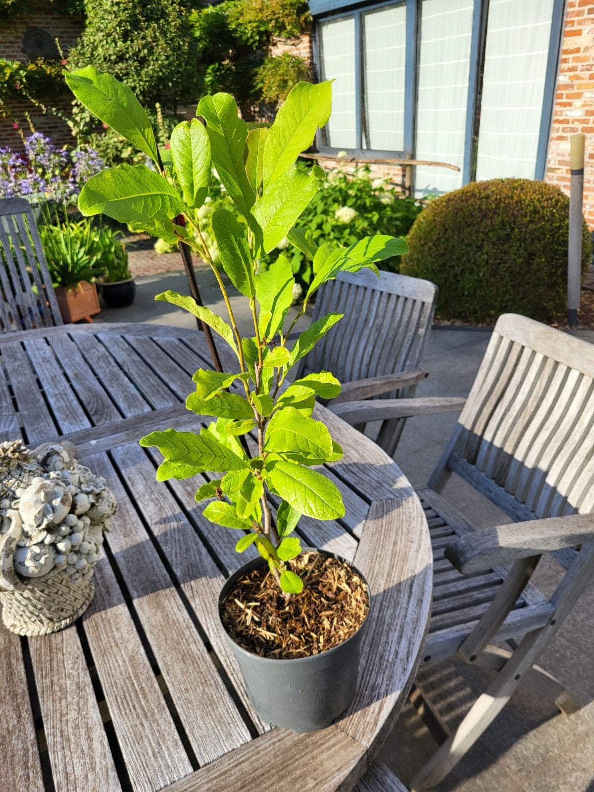 magnolia Leonard Messi, Jardin & Terrasse, Plantes | Jardin, Enlèvement