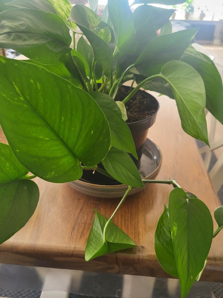 Kamerplant Epipremnum Aureum, Autres espèces, En pot, Moins de 100 cm, Enlèvement