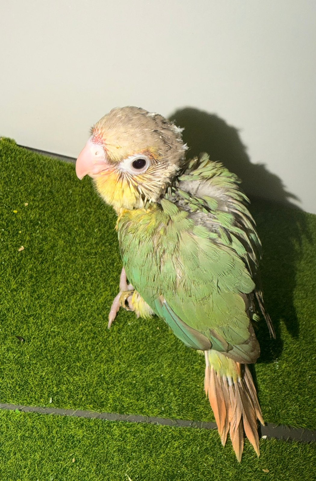 Conure molinae, Animaux & Accessoires, Oiseaux | Perruches & Perroquets, Perruche, Sexe inconnu, Parleur, Bagué