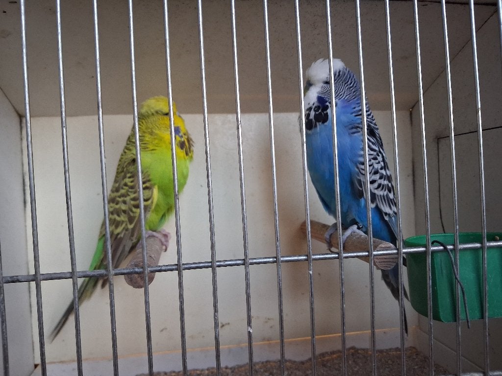 Engelse grasparkieten, Plusieurs animaux, Perruche, Bagué