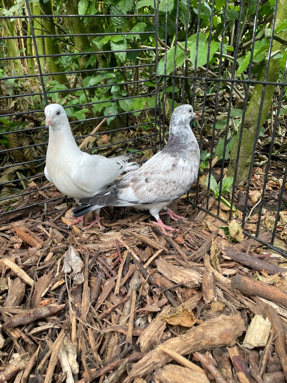 2 jonge sierduifjes, Dieren en Toebehoren, Vogels | Duiven, Geslacht onbekend, Overige soorten