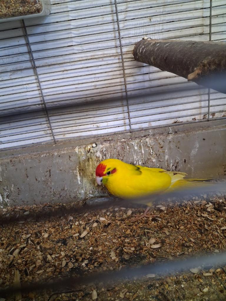2 kakarikis mannen, Animaux & Accessoires, Mâle, Oiseau tropical