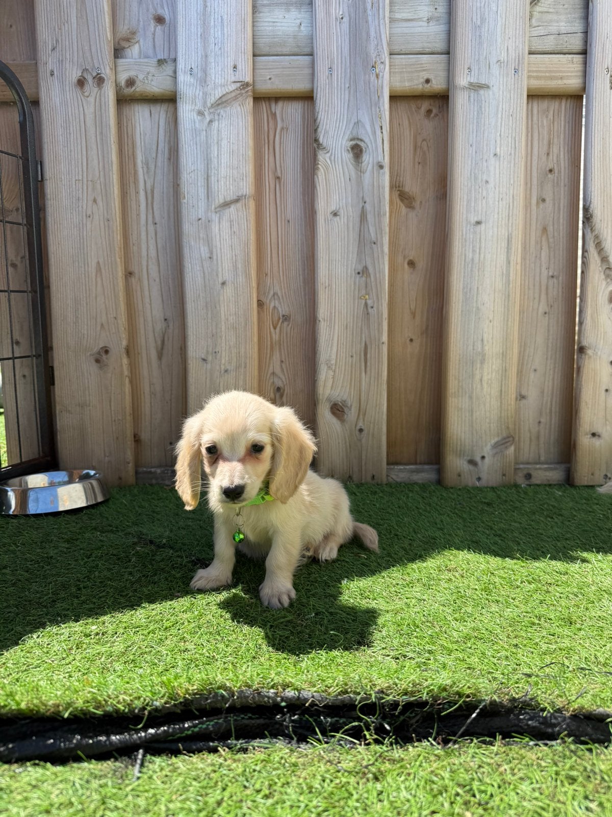 Mooie cream/blonde langharige dwergteckel pups, Dieren en Toebehoren, Parvo, België, Reu, 8 tot 15 weken