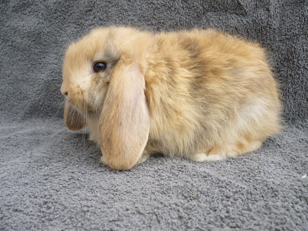 9 schattige zindelijke Nederlandse dwerghangoortjes, Dieren en Toebehoren, Konijnen, Meerdere dieren, Klein, Hangoor, 0 tot 2 jaar