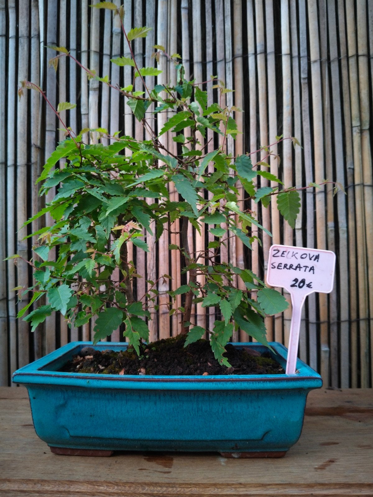 Zelkova serrata bonsai, Ophalen