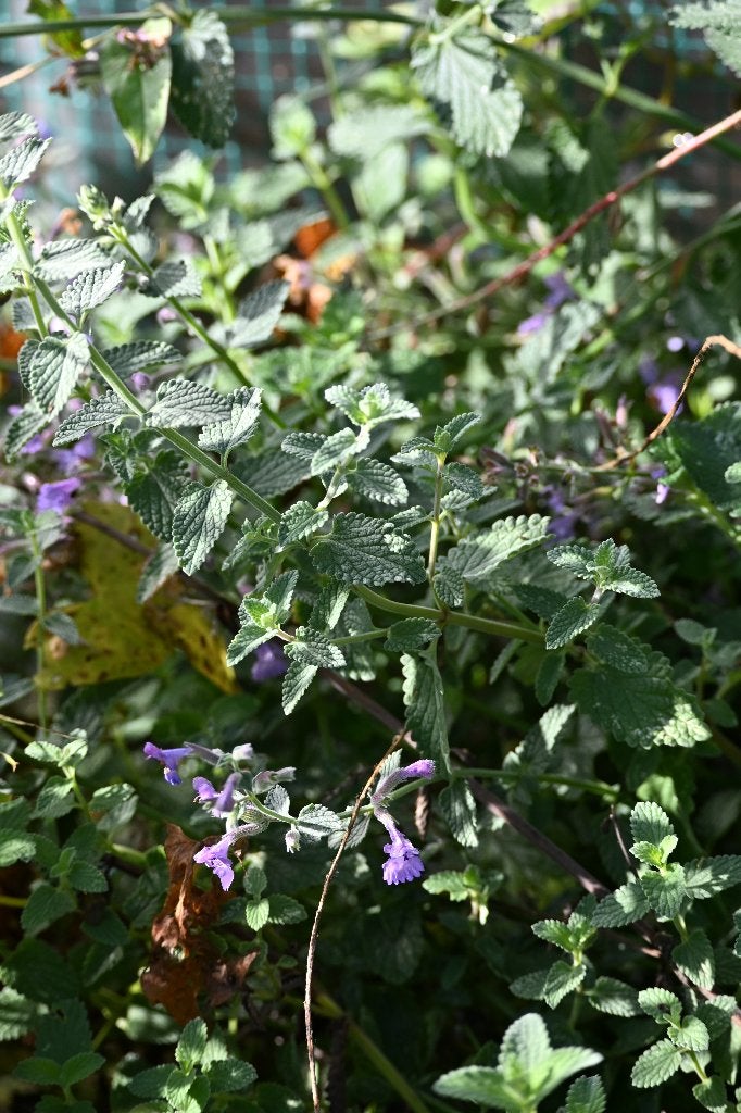 Nepeta (Kattenkruid) P9, Tuin en Terras, Ophalen, Vaste plant