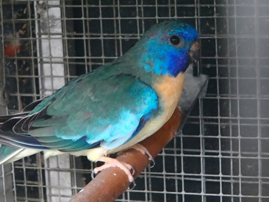 splendids, Plusieurs animaux, Perruche, Bagué