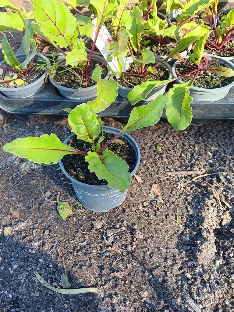 Rode biet plantjes, Tuin en Terras, Ophalen, Eenjarig, Groenteplanten, Halfschaduw