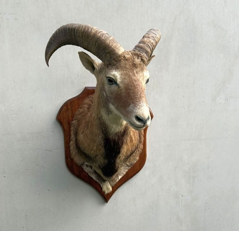 Moeflon Taxidermie - wild schaap, Ophalen of Verzenden, Gebruikt, Wild dier, Gewei of Kop