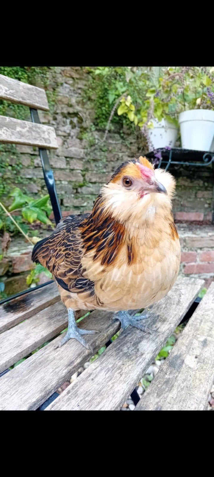 antwerpse baardkrielen, Dieren en Toebehoren