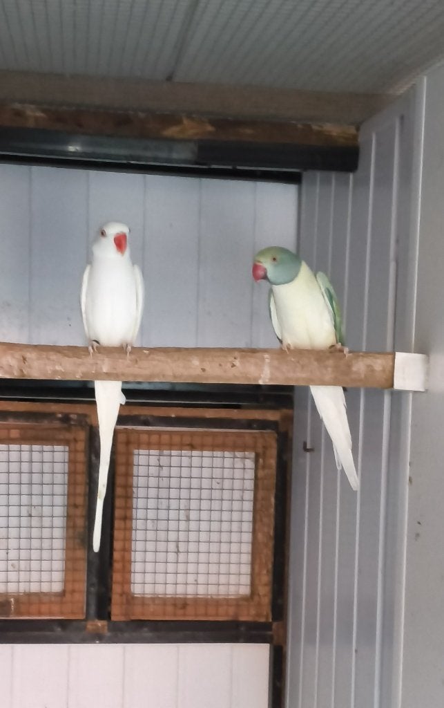 colliers, Plusieurs animaux, Perruche, Bagué