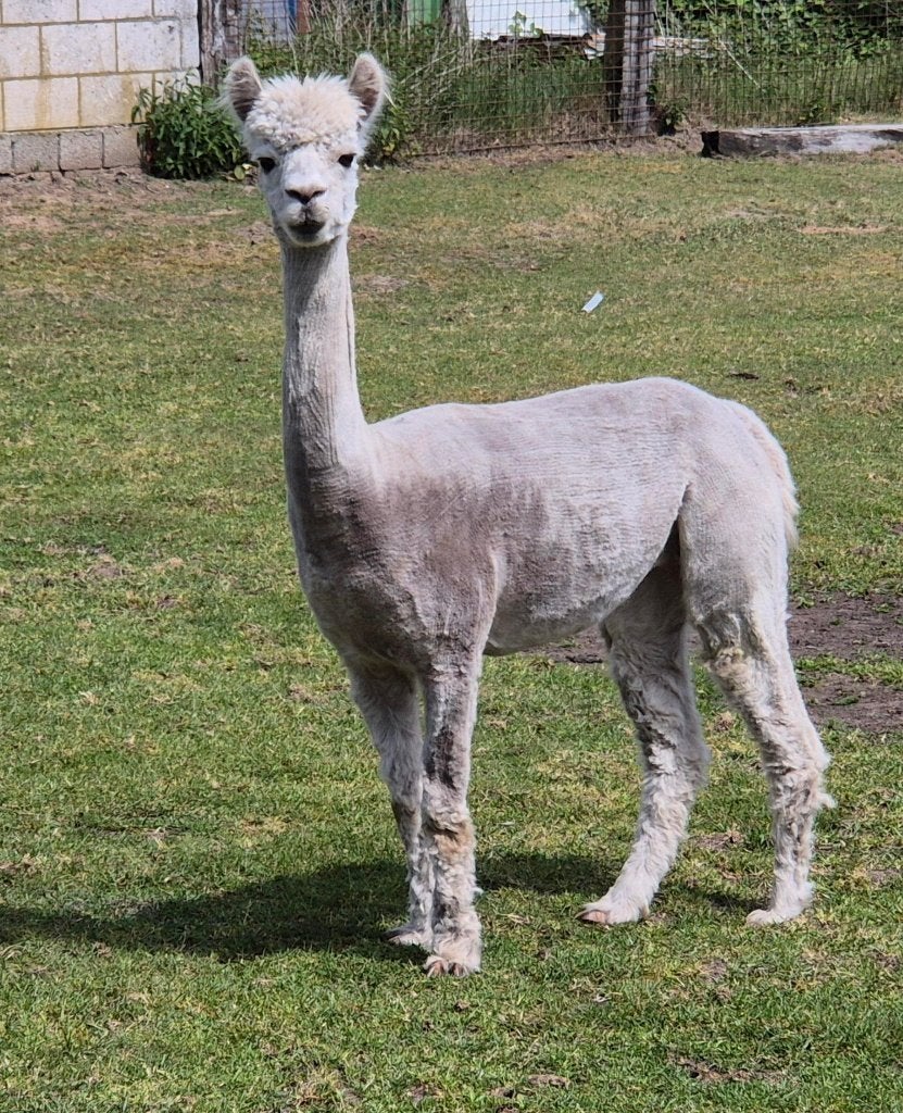 alpaca, Maart, Vrouwelijk