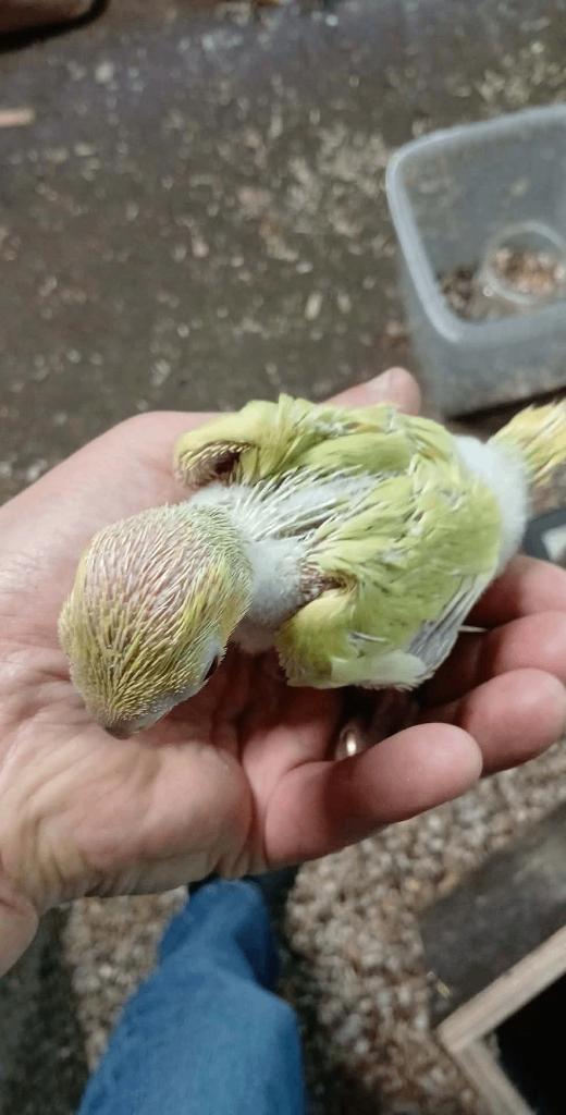 encore une  perruches a collier jaune pallid  EAM, Animaux & Accessoires, Oiseaux | Perruches & Perroquets, Plusieurs animaux