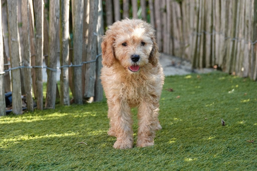 Prachtige mini Labradoodle pups, met stamboom, Parvo, België, Overige rassen, 8 tot 15 weken