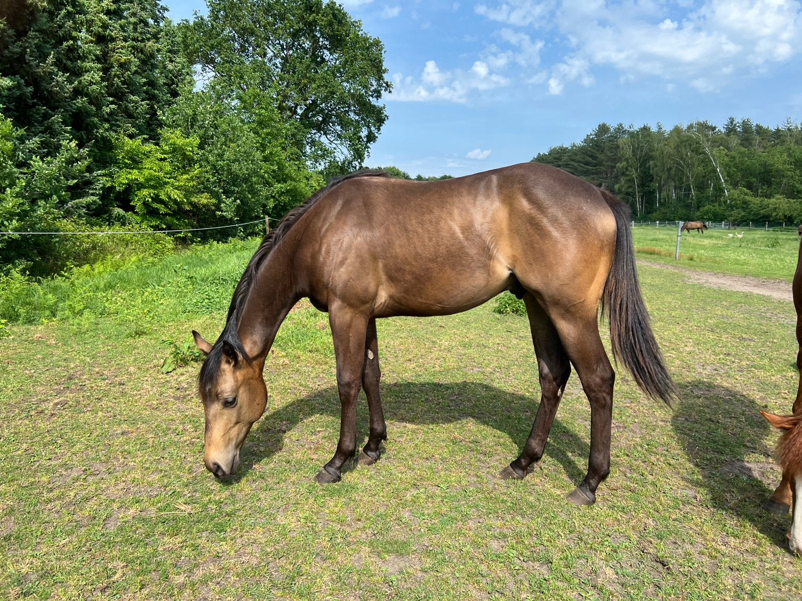 Quarter Horse jaarlingen 2025, Dieren en Toebehoren, Paarden, Hengst, Niet van toepassing, Westernpaard