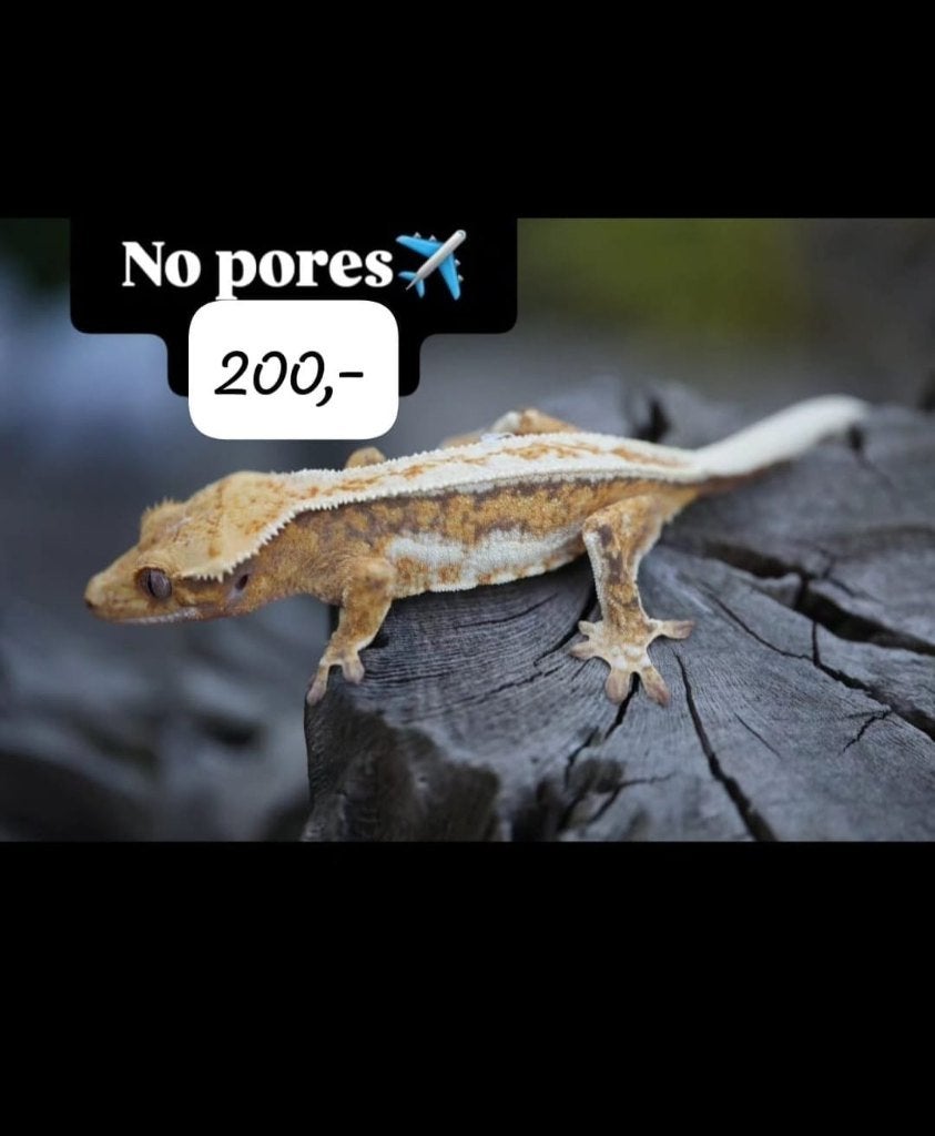 Verschillende wimpergekko's wegens inkrimping hobby, Animaux & Accessoires, Reptiles & Amphibiens, Lézard, Domestique, 0 à 2 ans