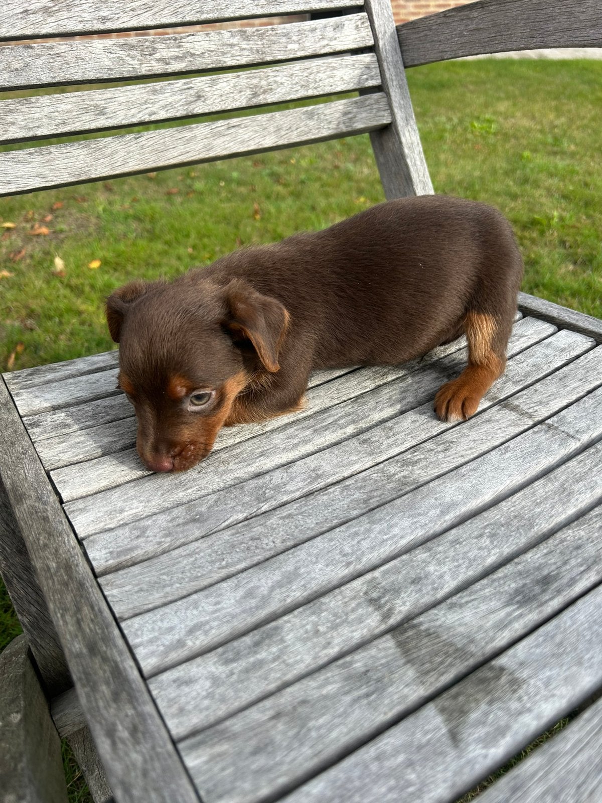 Jack Russel, Dieren en Toebehoren, België, Fokker | Hobbymatig, Overige rassen, 8 tot 15 weken