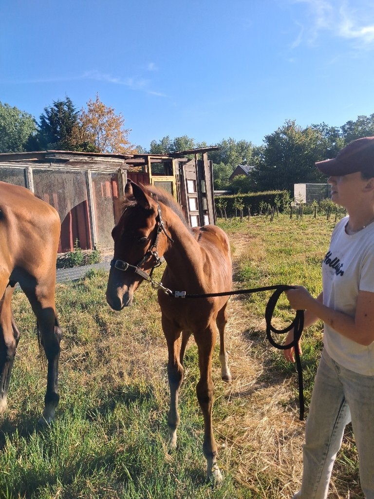 Merrie veulen te koop, Animaux & Accessoires, Chevaux, Avec pedigree, 0 à 2 ans, Jument, Non dressé