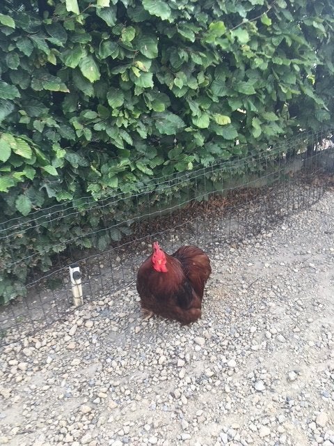 Gratis cochin haantje, Mâle, Poule ou poulet