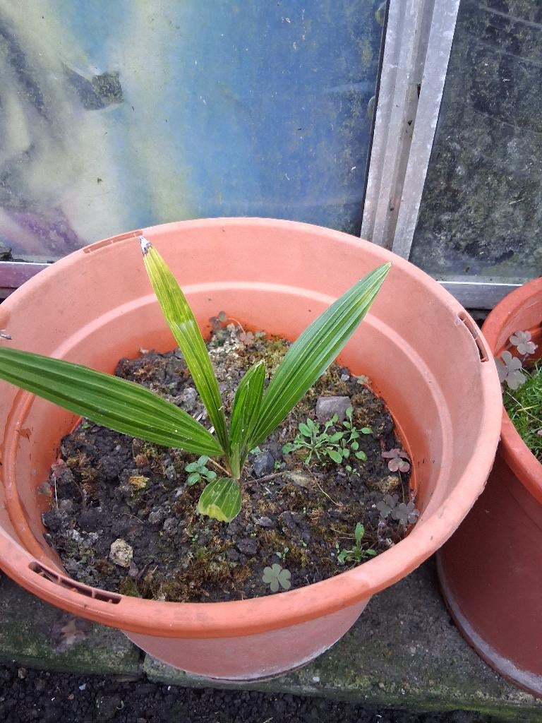 Trachycarpus, Tuin en Terras, Ophalen of Verzenden, Gehele jaar, Zaad