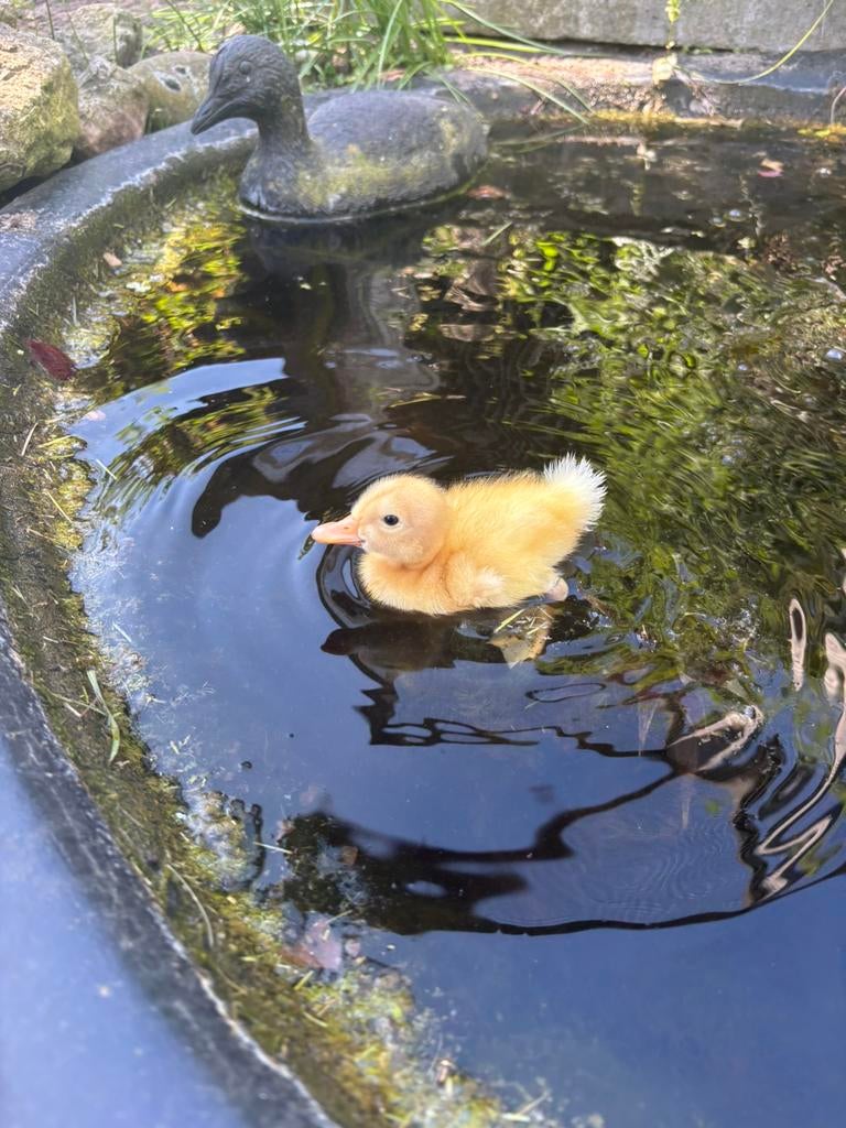 Kuikens eenden, Dieren en Toebehoren, Pluimvee