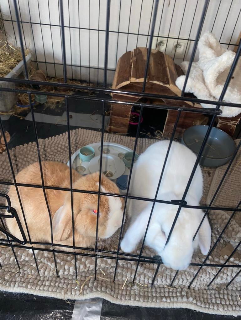 Koppeltje konijnen. Minilop stamboom, Dieren en Toebehoren