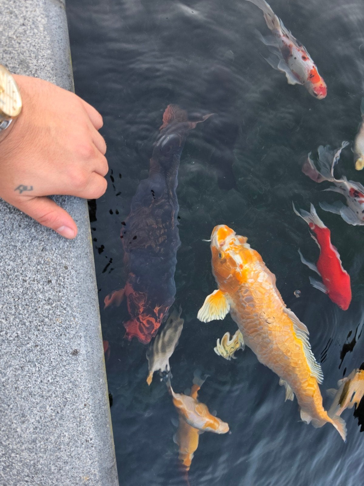 Koi's te koop, Dieren en Toebehoren, Vissen | Vijvervissen