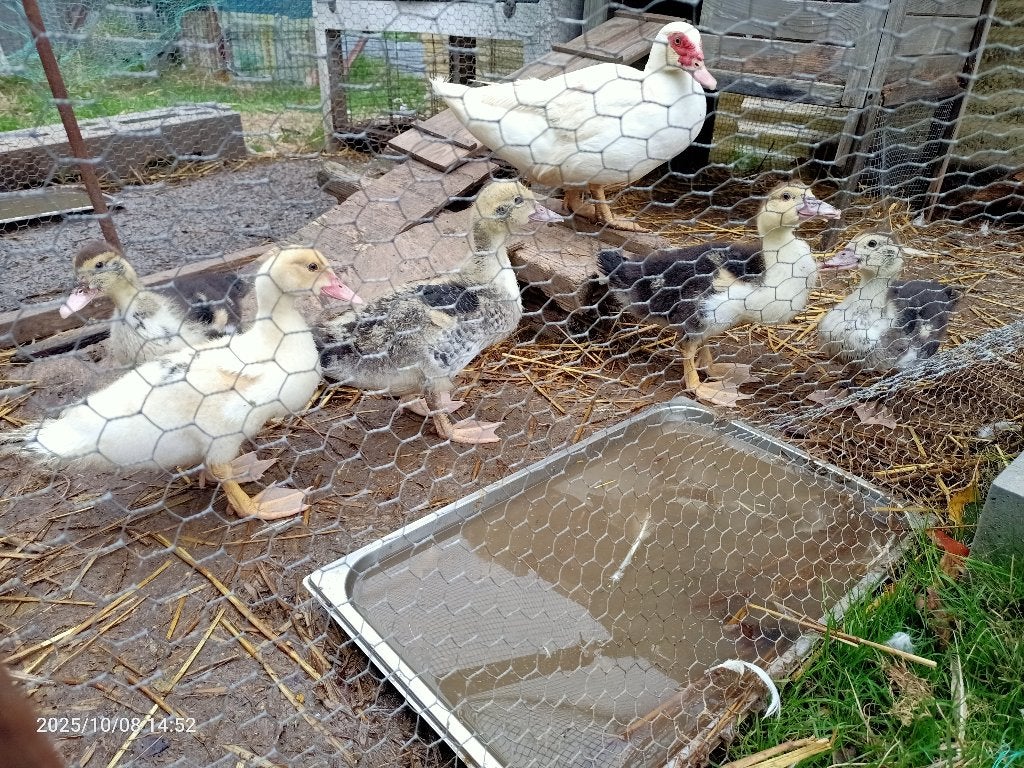 Muskuseenden, Dieren en Toebehoren, Pluimvee, Meerdere dieren, Eend