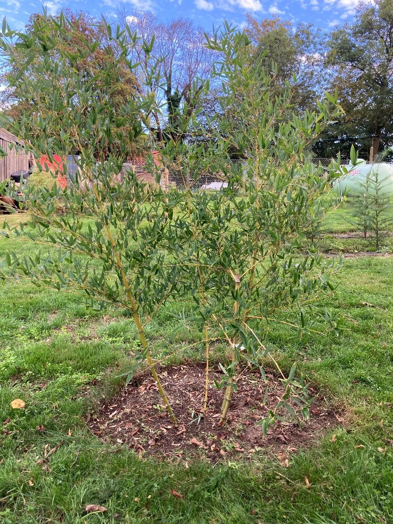Bamboe Phyllostachys parvifolia, Ophalen, Bamboe, Struik, 250 cm of meer