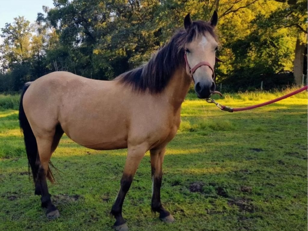 Lieve en eerlijke c-pony, Vermifugé, Poney C (1.27 m à 1.37m), Poney de récréation, Jument