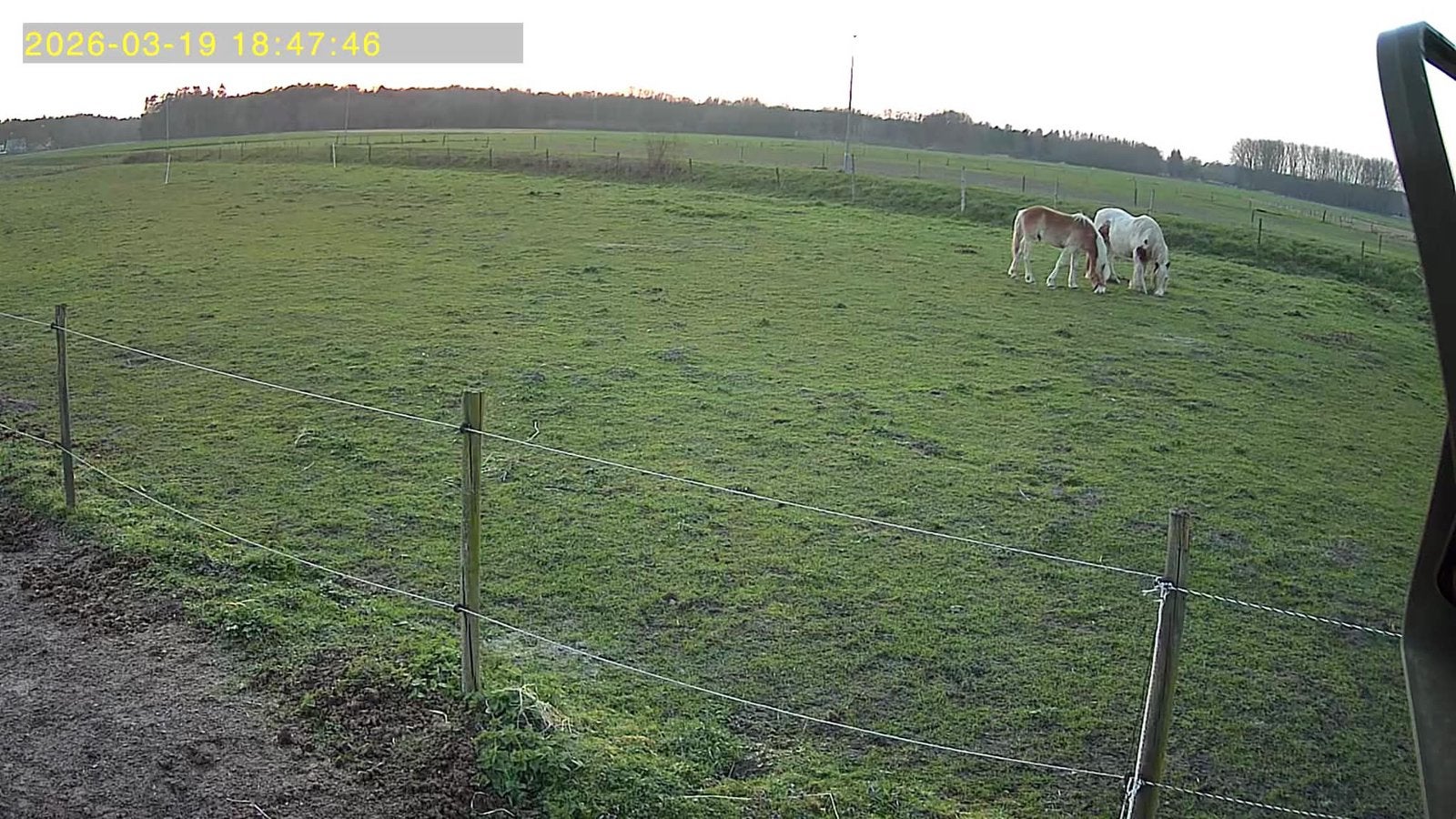 Weide te huur. Gezocht., Dieren en Toebehoren