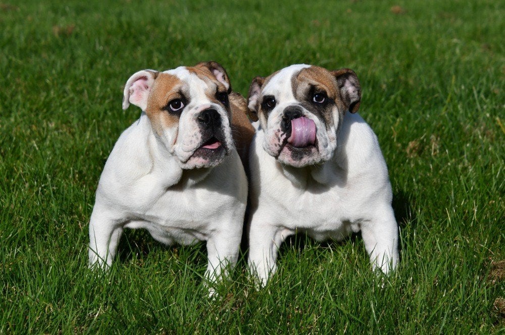 Engelse Bulldog pups te koop