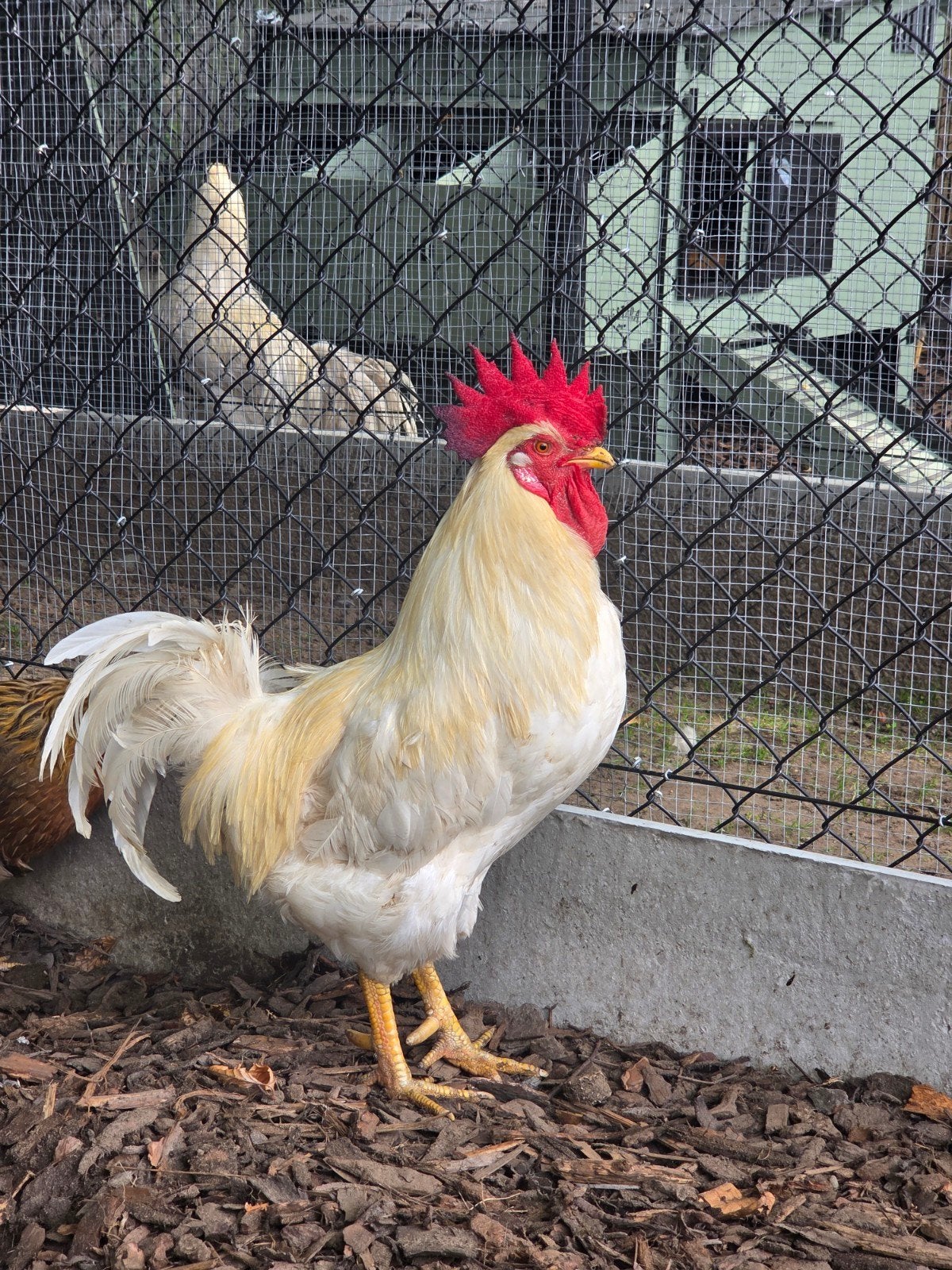 Mooie witte leghorn haan te koop