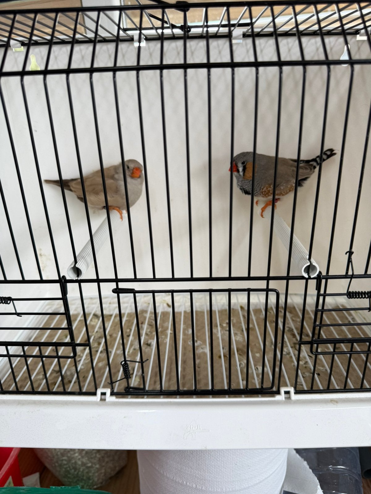 Koppel bleekrug Charcoals split x vol zebravinken exoten, Geringd