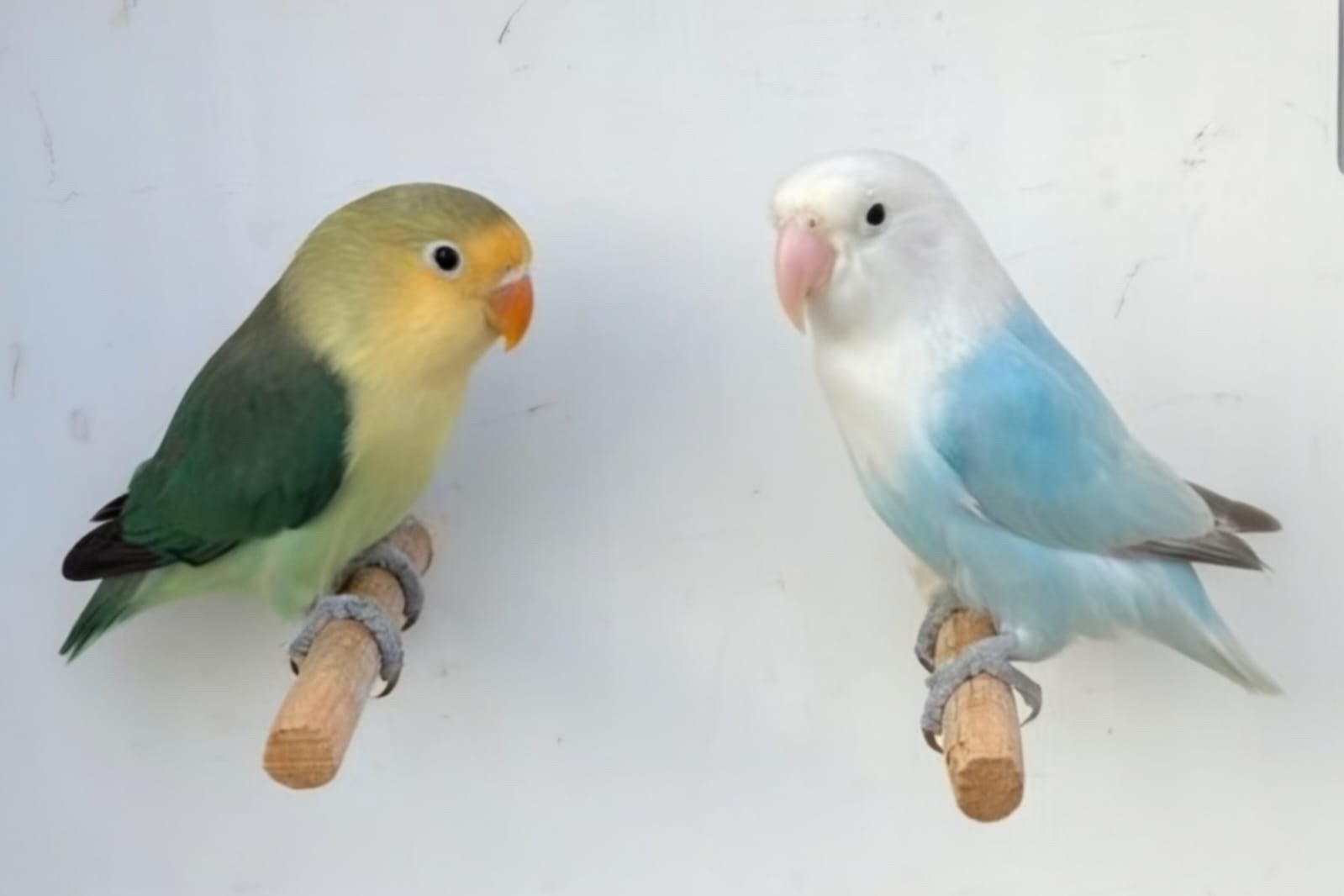 Fischerie koppel  2026 voor opaline dilutes B1B2, Dieren en Toebehoren, Meerdere dieren, Dwergpapegaai of Agapornis, Geringd