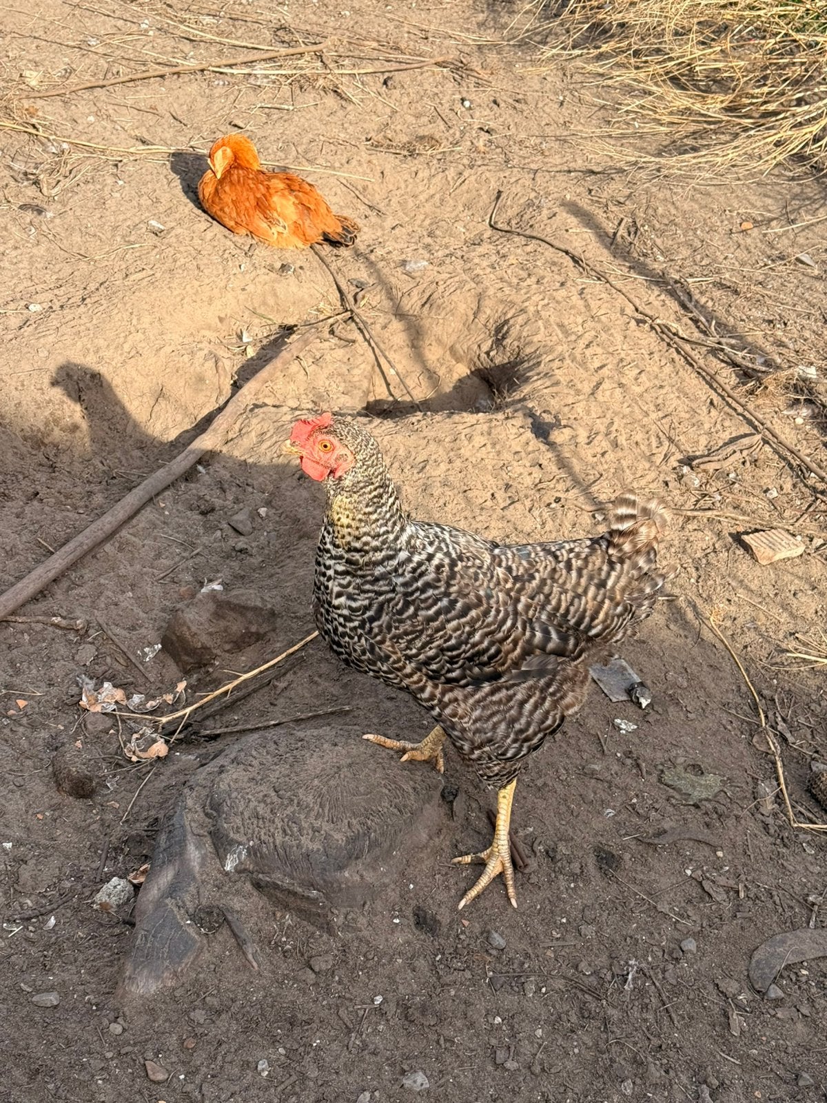 5 poules pondeuses et 1 coq, Animaux & Accessoires, Femelle, Poule ou poulet