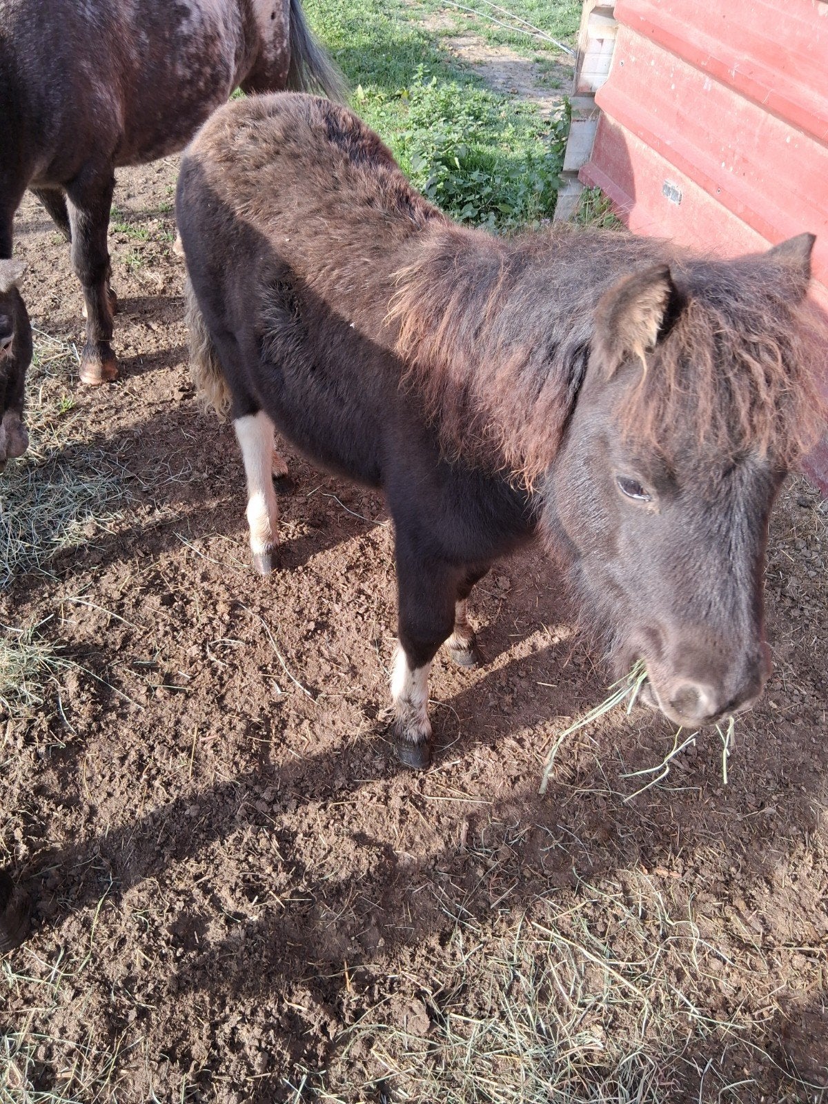 merrie, Dieren en Toebehoren