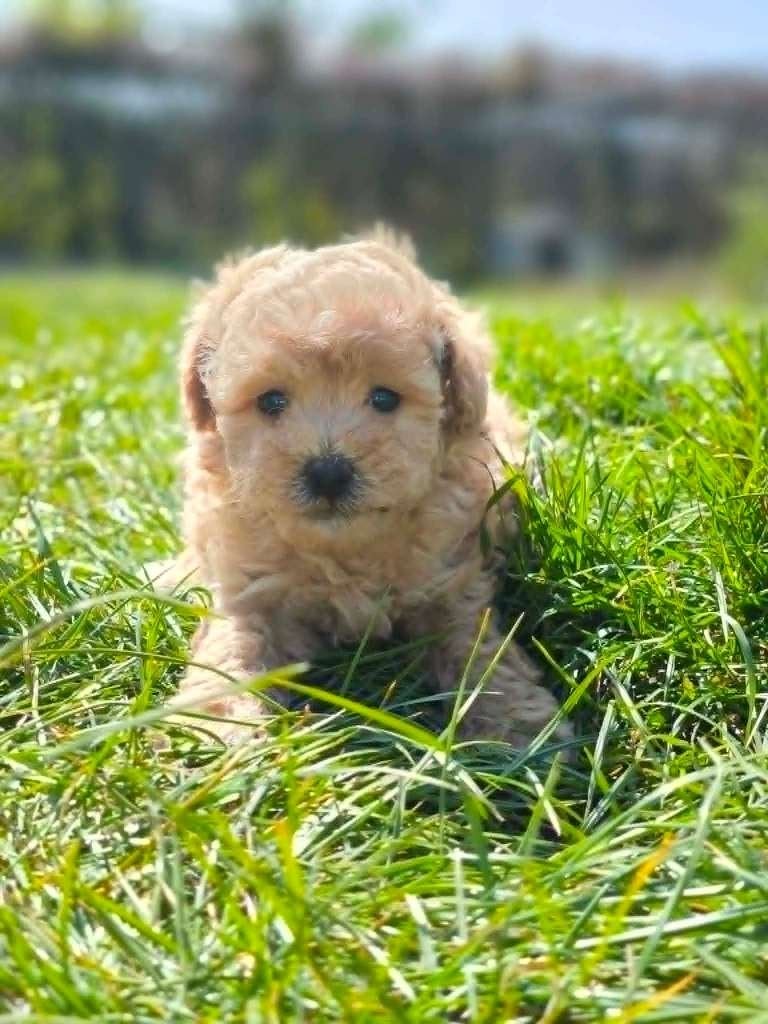 Prachtige maltipoo pup, bij ons geboren, Parvo, België, 8 tot 15 weken, Meerdere