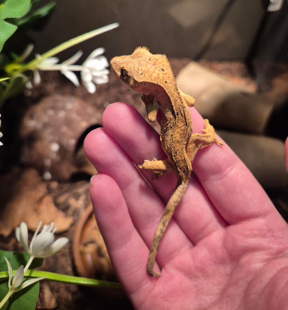 Gecko pour cils, Lézard, Domestique, 0 à 2 ans