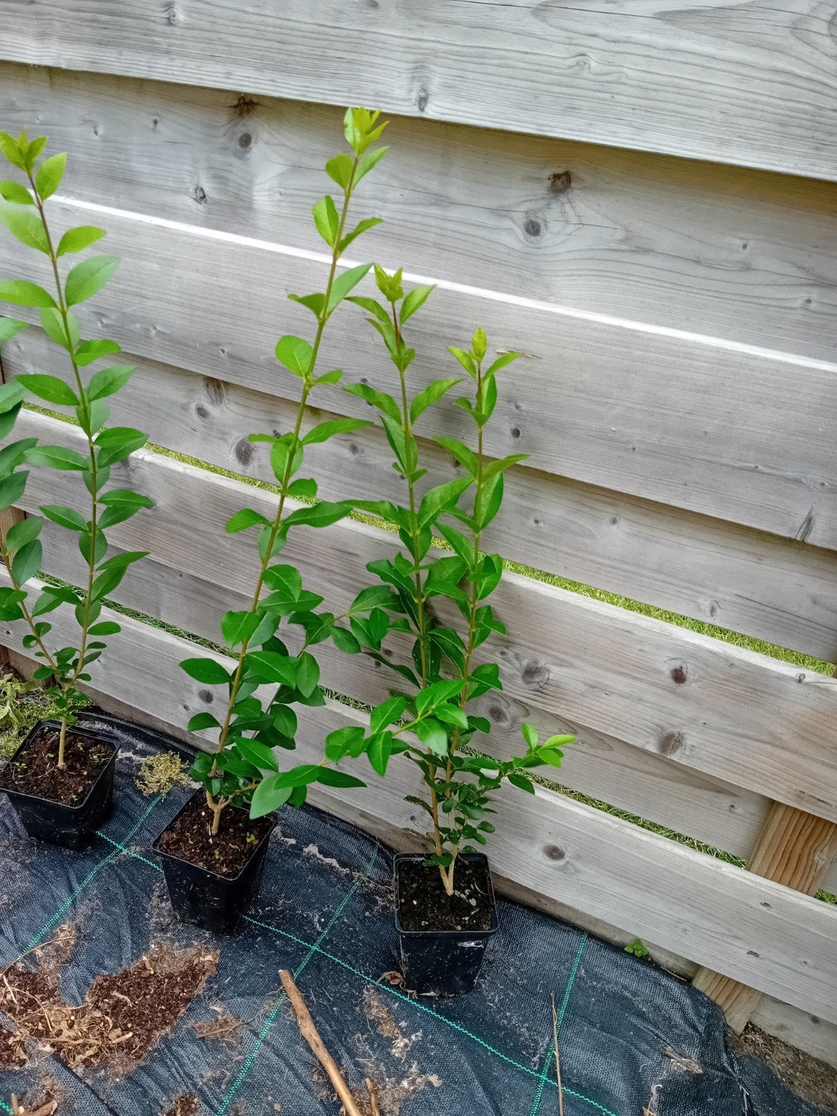 Ligustrum, Enlèvement